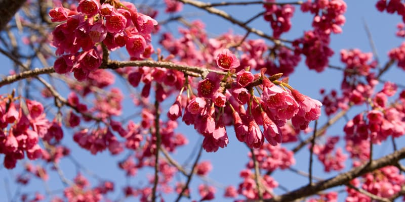 Giống hoa Kanhizakura nổi tiếng của hoa anh đào Nhật Bản