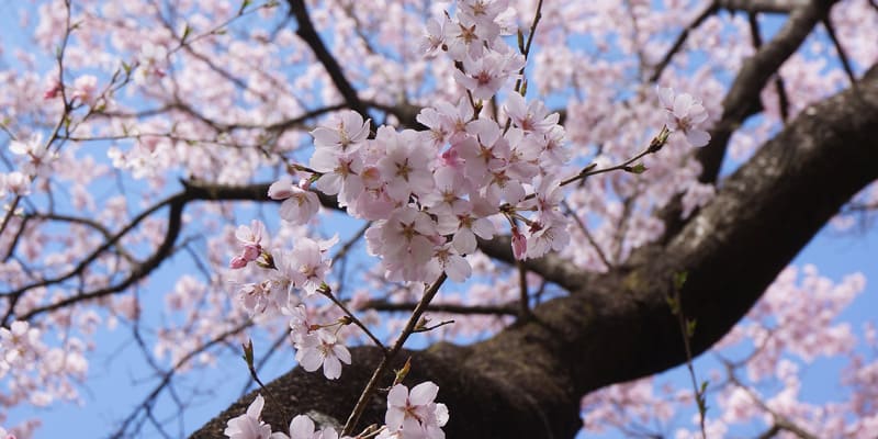 Giống hoa Takato Kohigan nổi tiếng của hoa anh đào Nhật Bản