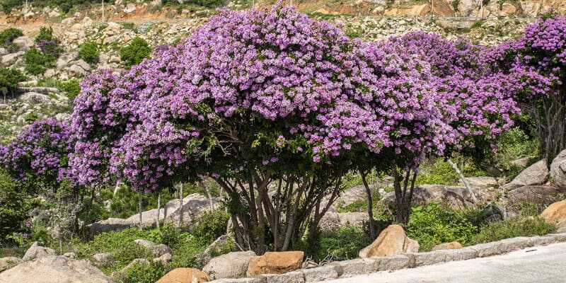 Hoa bằng lăng rừng mọc tại các triền đồi