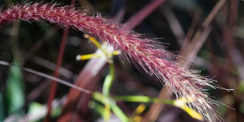 Hoa cỏ hồng là giống hoa mọc hoang dại, sức sống mãnh liệt