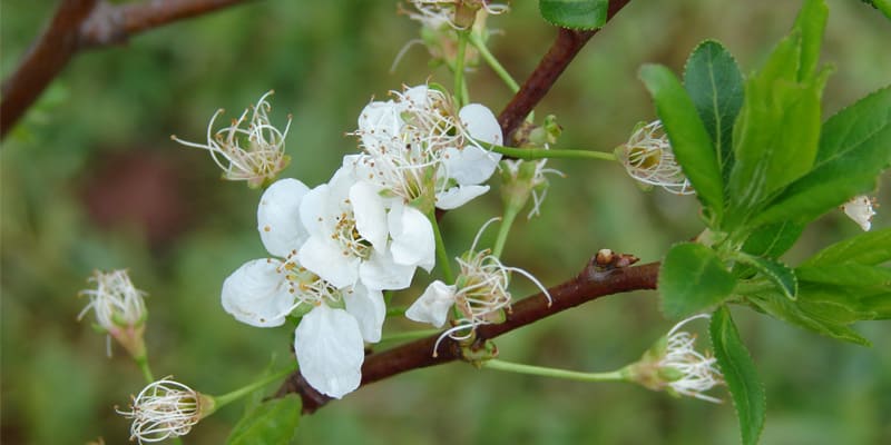 Hoa mận là loài hoa nổi tiếng vùng cao