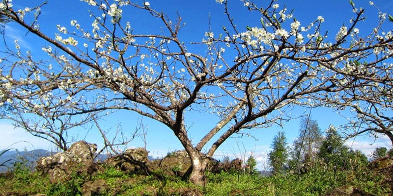 Hoa mận màu trắng tinh khiết đẹp mắt