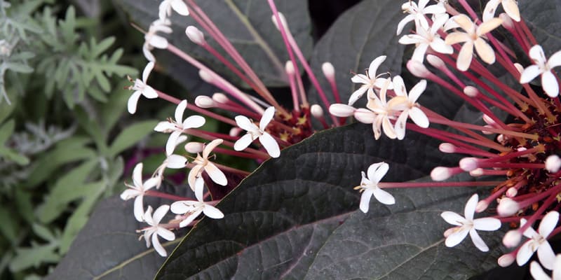 Hoa thiên phúc là giống hoa cảnh nhập ngoại độc đáo