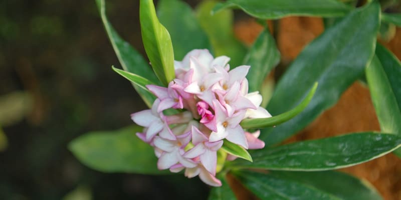 Hoa thụy hương có giá trị trong phong thủy