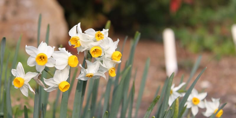 Hoa thủy tiên là giống hoa được trồng ở nhiều khu vực trên thế giới