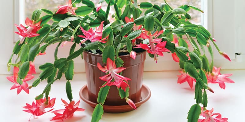 Hoa tiểu quỳnh có hình thái đặc biệt giống như càng cua