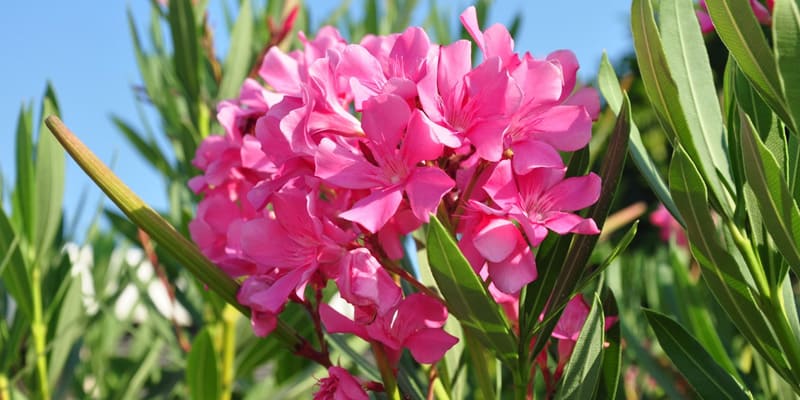 Hoa trúc đào là giống cây cảnh trang trí khuôn viên rất phổ biến