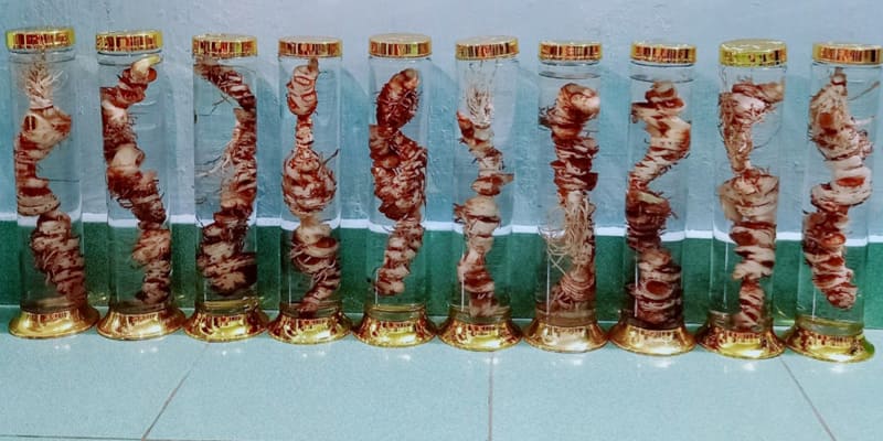 Ngâm rượu cây thất diệp nhất chi hoa