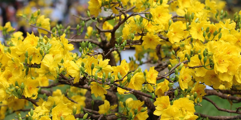 Những đóa hoa mai vàng bung nở rực rỡ