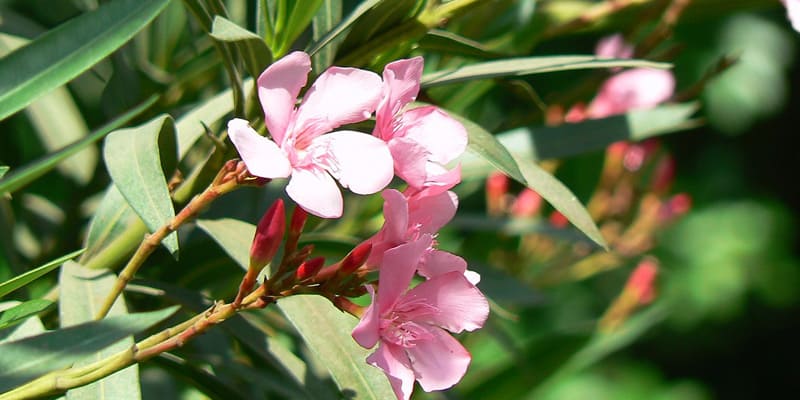 Những vần thơ ý nghĩa về hoa trúc đào