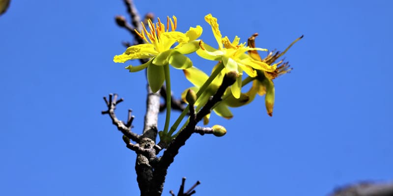 Sắc mai vàng cho ngày Tết thêm ấm áp, rộn ràng