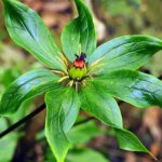 Thất diệp nhất chi hoa