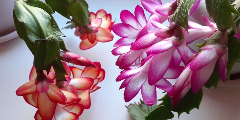 Tiểu quỳnh dễ trồng và chăm sóc