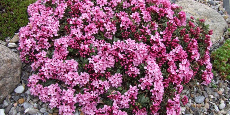 Tưới hoa thụy hương đúng liều lượng