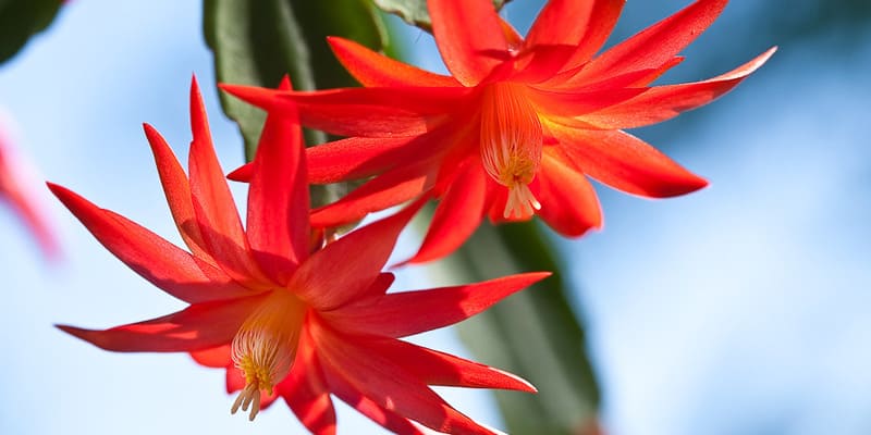 Tưới lượng nước vừa đủ khi chăm hoa tiểu quỳnh