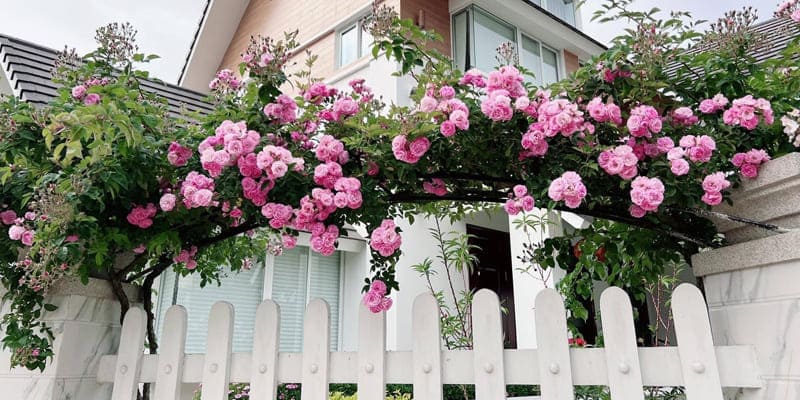 Ý nghĩa biểu tượng của hoa tầm xuân