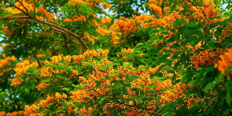 Chú ý hoạt động bón phân khi chăm hoa giáng hương