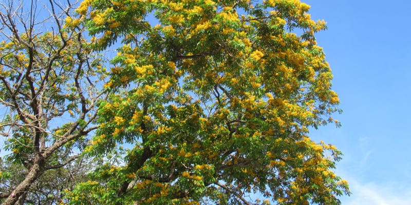 Hoa giáng hương là giống hoa đặc biệt nổi bật tại Myanmar