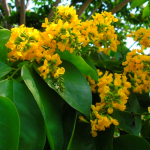 Hoa giáng hương mắt chim