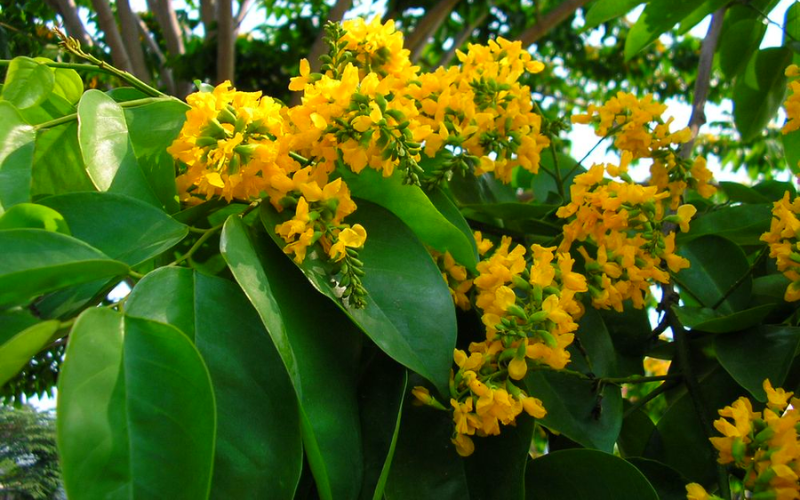 Hoa giáng hương mắt chim