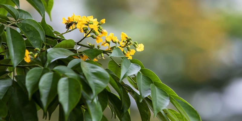 Vẻ đẹp quyến rũ không thể rời mắt của cây giáng hương