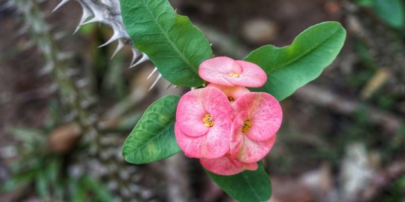 Cây xương rồng bát tiên có nhiều công dụng đặc biệt