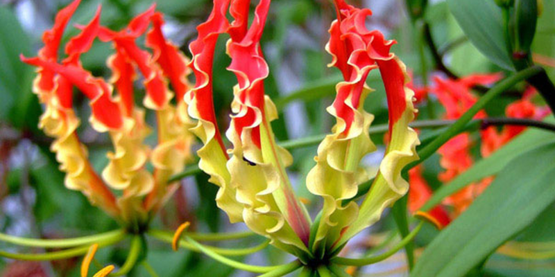 Gloriaso - hoa đắt nhất sống ở Nam Phi