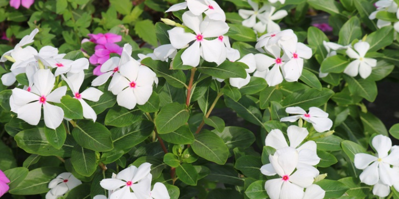 Hoa dừa cạn được xếp hạng hoa ưa nắng nhất