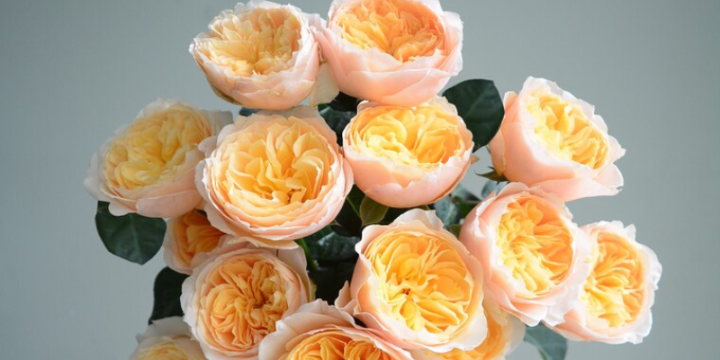 Hoa hồng Juliet mang nổi danh là loài hoa đắt nhất thế giới