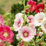 Hoa mãn đình hồng