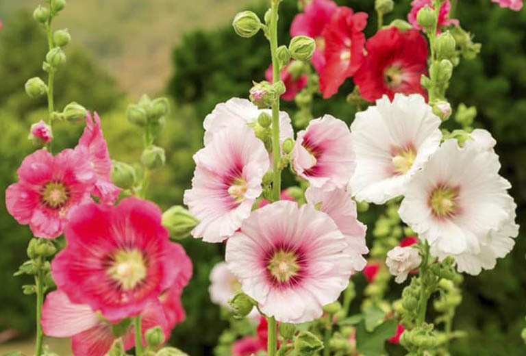 Hoa mãn đình hồng