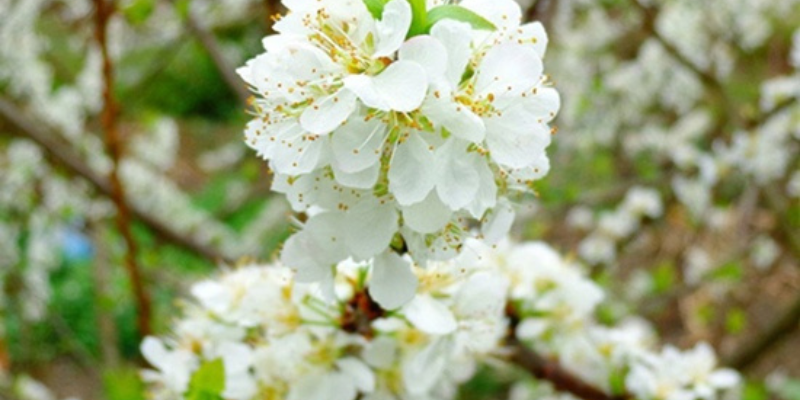 Hoa mận nổi danh là hoa vùng sơn cước đẹp nhất 