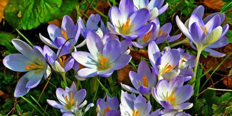 Hoa nghệ tây hoa đắt nhất có công dụng tốt đối với sức khỏe