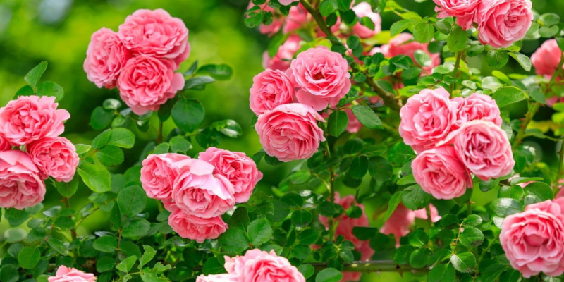 Hoa thơm nhất không thể không kể đến hoa hồng