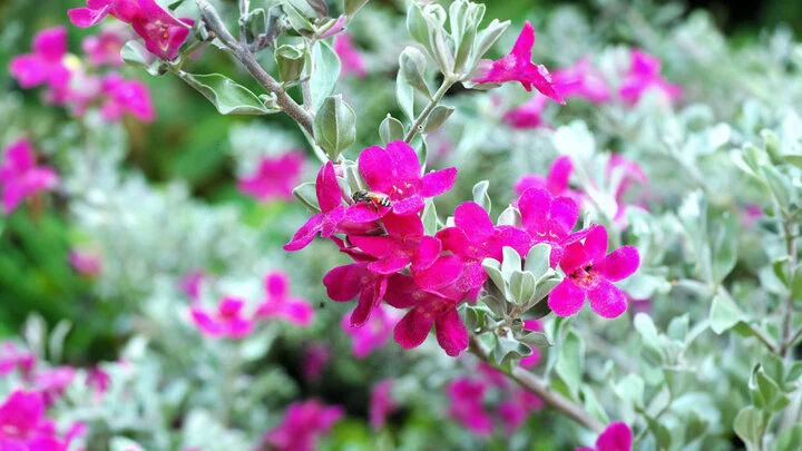 Hoa tuyết sơn phi hồng