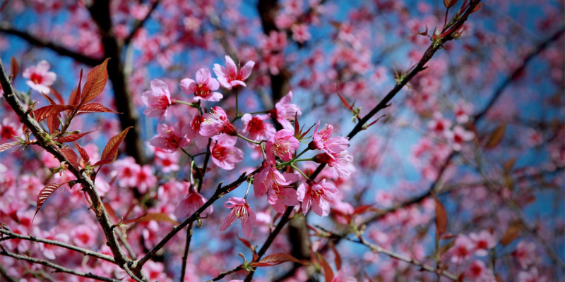 Hoa vùng sơn cước đẹp nhất chắc chắn là đào rừng