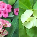 Hoa xương rồng bát tiên