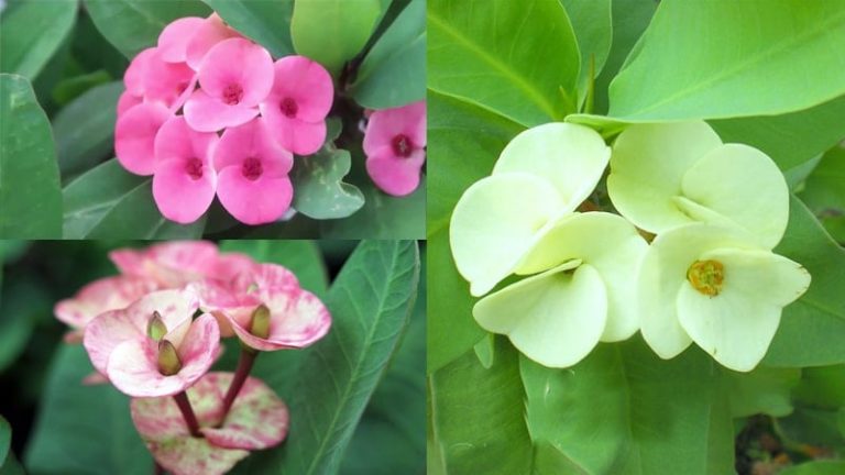 Hoa xương rồng bát tiên