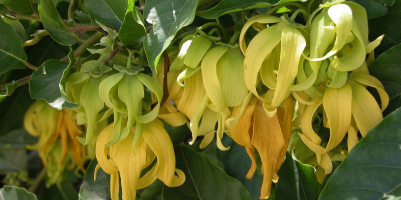 Hoàng Lan - hoa thơm nhất