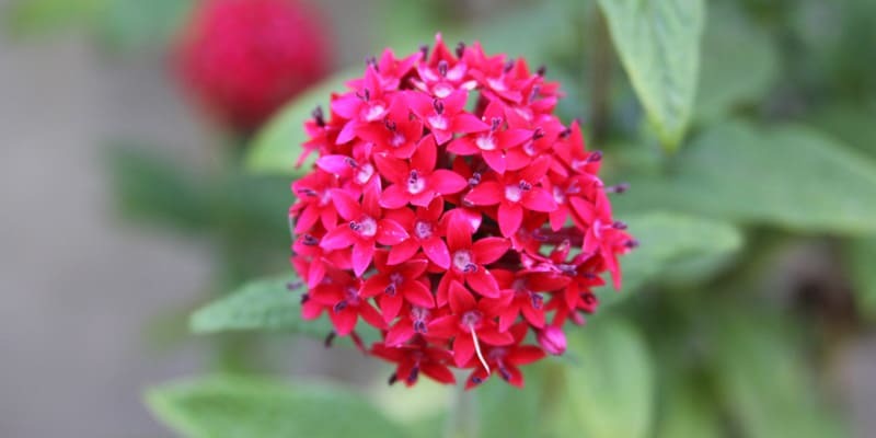 Hoa Diễm Châu mang vẻ đẹp rực rỡ là loài hoa dễ trồng nhất