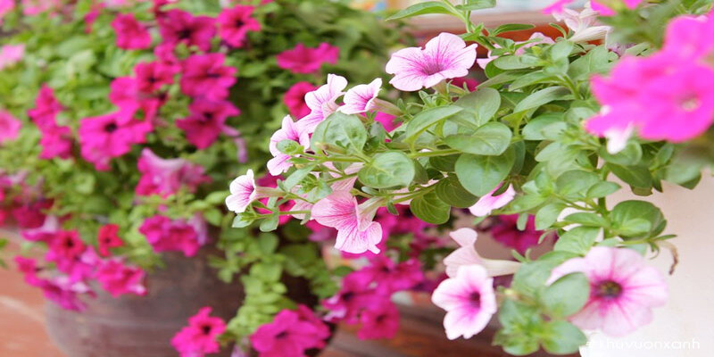 Dạ Yến Thảo sở hữu vẻ đẹp lộng lẫy, hoa dễ trồng nhất dành cho bạn