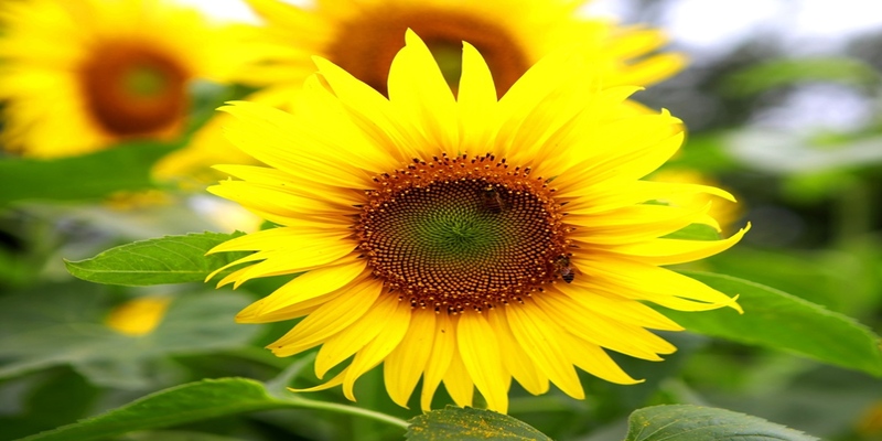 Hoa Hướng Dương sở hữu vẻ đẹp rực rỡ với sắc vàng