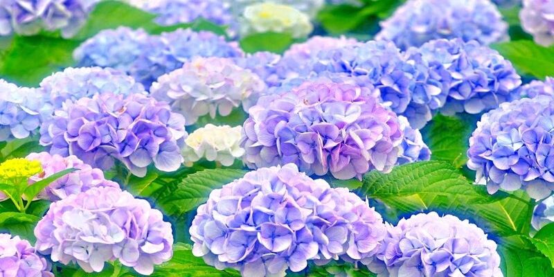 Hoa Cẩm Tú Cầu là một trong những loài hoa đẹp nhất Việt Nam