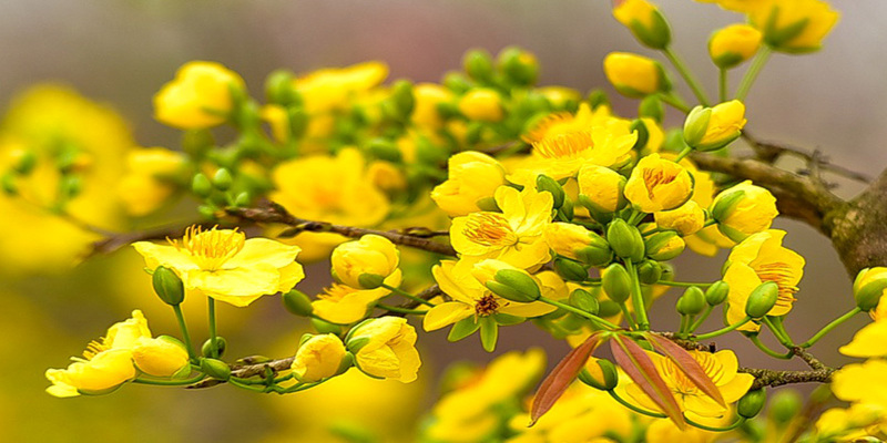 Hoa Mai biểu tượng cho dịp Tết truyền thống ở miền Nam