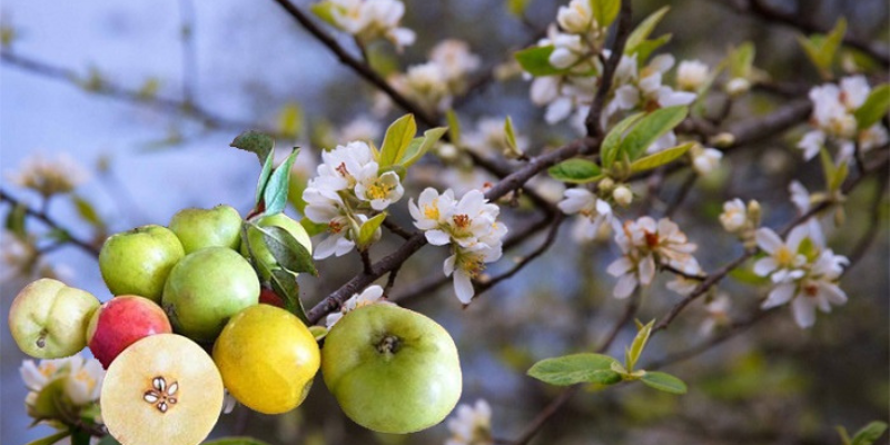 Sơn Tra hoa vùng sơn cước đẹp nhất
