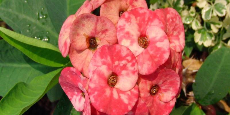 Xương rồng bát tiên là giống hoa đẹp mắt