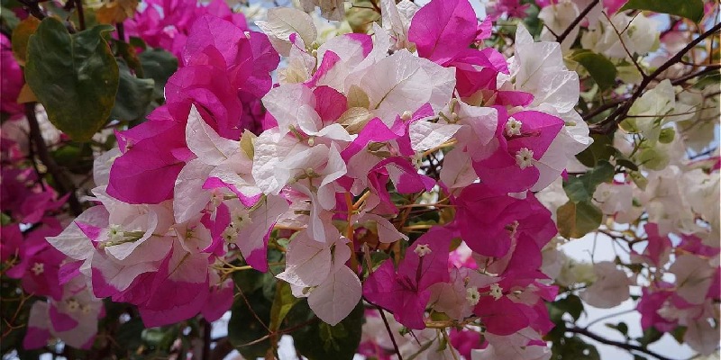 Đôi nét về loài hoa hàng rào đẹp mắt