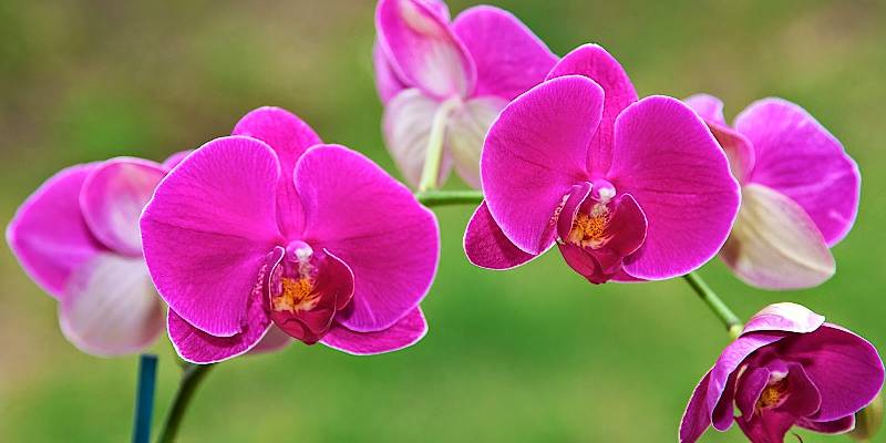 Công dụng của hoa phấn