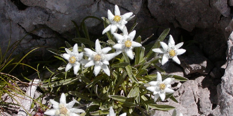 Giới thiệu về hoa nhung tuyết