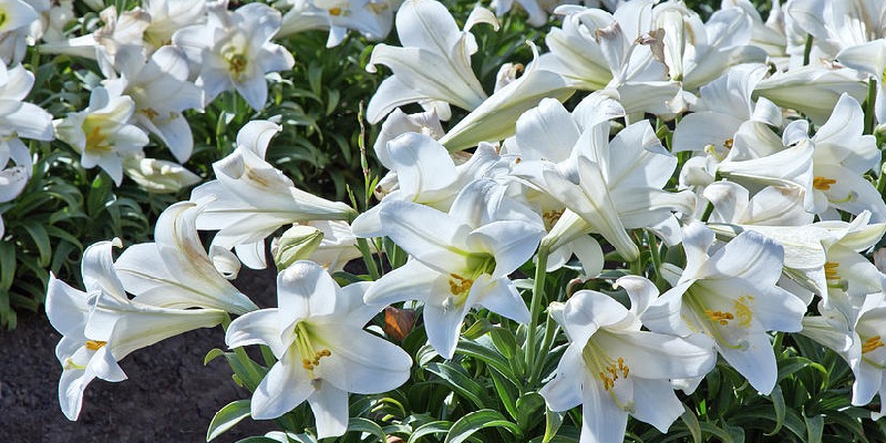 Thông tin nguồn gốc hoa loa kèn